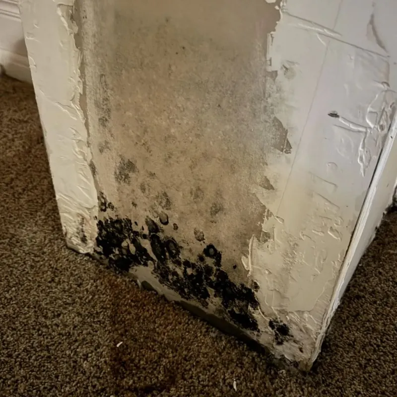 Professional Mold Removal in Appleton, ME